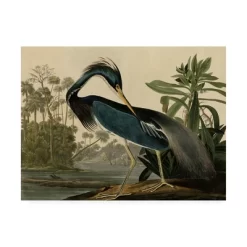 John James Audubon 'Louisiana Heron' Canvas Art -Art Wall Deals Store GUEST baae0a8a f5df 46ff 9193 7068c6ac5e5b
