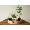 Paulownia Wood Hand-Carved Tray - Storied Home